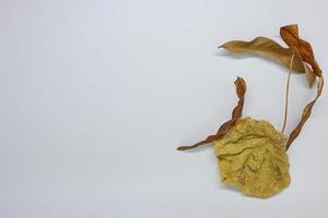 Dry leaf isolated on white background. photo