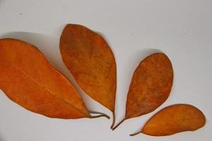 Dry leaf isolated on white background. photo