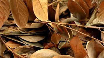 dried rotten jackfruit leaves scatter of the ground photo