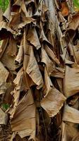 Photo Close up of dry banana leaves or banana plant.