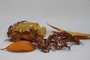 Dry leaf isolated on white background. photo