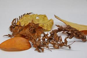 Dry leaf isolated on white background. photo