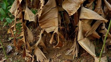 Photo Close up of dry banana leaves or banana plant.