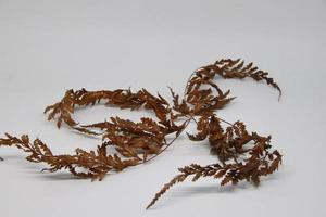 Dry leaf isolated on white background. photo