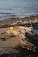 piezas de madera en el playa foto