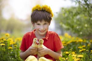 Beautiful child in nature with ducklings. A boy in the meadow with dandelions is holding domestic chicks. photo