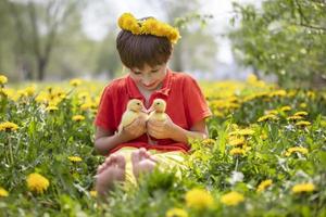 Beautiful child in nature with ducklings. A boy in the meadow with dandelions is holding domestic chicks. photo