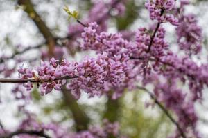 Close up pink acacia flower in the rain concept photo. Photography with blurred background. Countryside at spring season. Spring garden blossom background photo