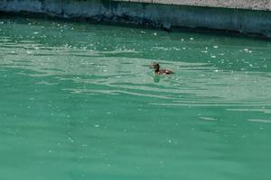 Small duckling floating on water photo
