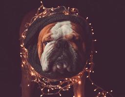 Angry English bulldog with Christmas lights photo