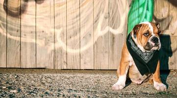 Little bulldog with scarf photo