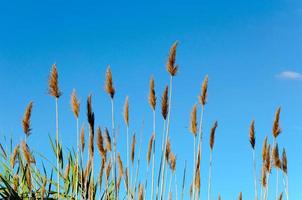 Seedy reed stalks photo