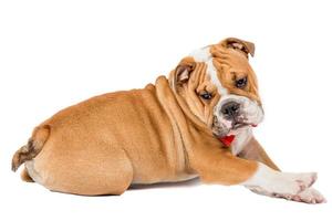 Lazy English bulldog photo