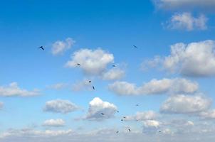 aves y nubes foto