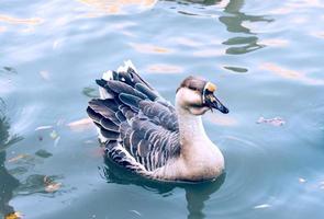 Goose in the water photo