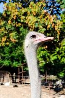 avestruz hembra cabeza foto