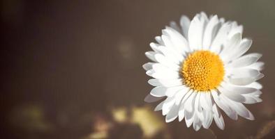 Daisy flower close up photo