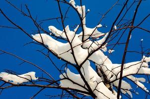 nieve en el árbol foto