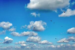 nubes y aves foto