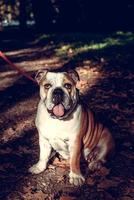 Adult Female English Bulldog photo