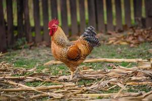 Cock on the farm photo