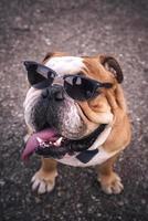 Portrait of english bulldog photo