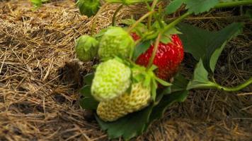 tuin aardbei rijpt Aan de struik. milieuvriendelijk vriendelijk producten. natuurlijk vitamines concept. tuinieren, Bijsnijden aardbei video