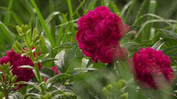Rain in the summer garden. A flower in the rain. Natural watering of plants. Burgundy beautiful peony video