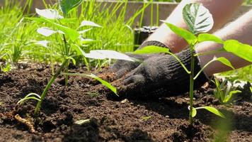 plántulas de vegetal cultivos en el jardín. un hombre es plantando joven plántulas en fecundado suelo video