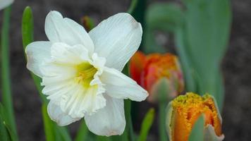 White daffodil blooms, close up. Garden first flowers in spring video