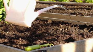 Watering plantings from a watering can in the evening. Evening watering video