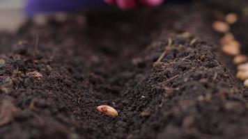 aanplant zaden in de grond dichtbij omhoog. groeit bonen. voorjaar aanplant in de tuin video