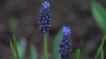 mooi voorjaar landschap met blauw muscari bloemen, rek focus video