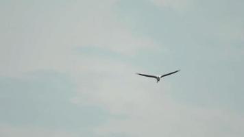 wit buik zee adelaar haliaeetus leukogaster vliegend over- de koh miang eiland, similan eilanden nationaal park video