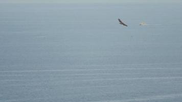 maggiore macchiato aquila nel KOH miang isola, mu ko similan nazionale parco formale nome - clango clango video