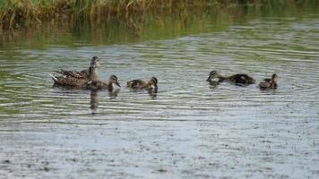 wilde eend familie op de vijver video