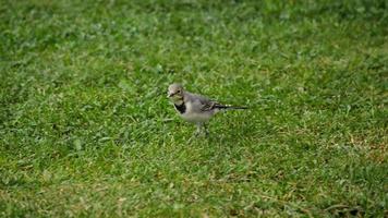 un pequeño pájaro cola blanca, motacilla alba, caminando sobre un césped verde y comiendo bichos video
