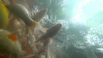 Koi im Fischteich unter Wasser. Koi Nishikigoi, sind farbige Formen des Amur-Karpfens video