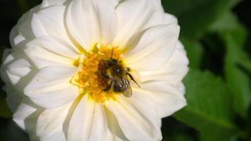 bumblebee store rugiada di miele dal fiore di dalia bianca, rallentatore video