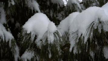 The snow covered branch of a pine and falling snow video