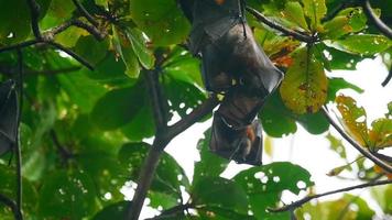 Two Lyle's flying fox Pteropus lylei hangs on a tree branch video