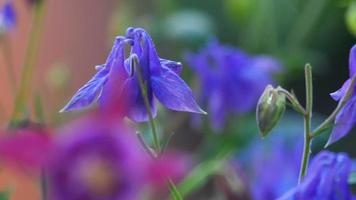 Bumblebee on a purple aquilegia flower video