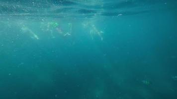 imágenes submarino de personas bucear. vacaciones y turismo concepto. tropical isla divertido video
