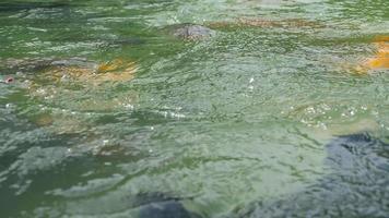 Multicolored KoiFish feeding in the pond. Exotic fish in the water. Concept tropical underwater world video