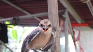 coup sur pentet poussins. pentet oiseau ou Lanius schach est une oiseau de proie video