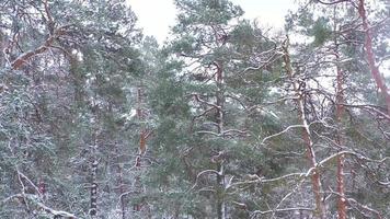 vue de le air de hiver forêt pendant une chute de neige video