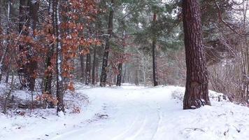 Visualizza a partire dal il aria di inverno foresta durante un' nevicata video