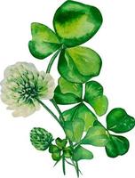 Shamrock and clover watercolor composition, on white background vector