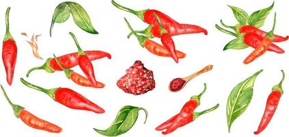 Set of red hot peppers tabasco watercolor illustration isolated on white background. vector