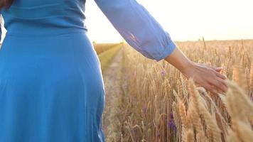 femmina mano toccante Grano su il campo nel un' tramonto leggero video